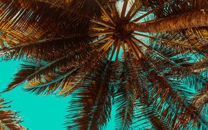 Preview wallpaper palm tree, branch, tree, tropics, bottom view