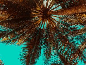 Preview wallpaper palm tree, branch, tree, tropics, bottom view