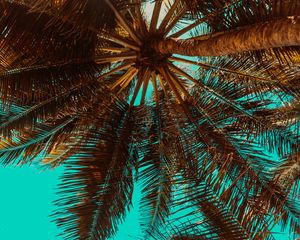 Preview wallpaper palm tree, branch, tree, tropics, bottom view