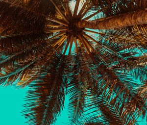 Preview wallpaper palm tree, branch, tree, tropics, bottom view