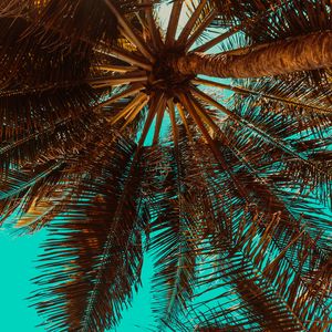 Preview wallpaper palm tree, branch, tree, tropics, bottom view