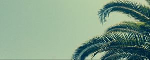 Preview wallpaper palm, tree, branch, tropics