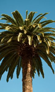 Preview wallpaper palm, tree, branches, leaves, tropics, trunk