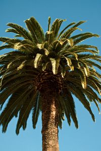 Preview wallpaper palm, tree, branches, leaves, tropics, trunk