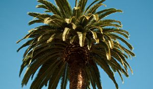 Preview wallpaper palm, tree, branches, leaves, tropics, trunk