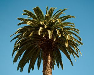 Preview wallpaper palm, tree, branches, leaves, tropics, trunk