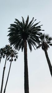 Preview wallpaper palm, tree, branches, sky, bottom view