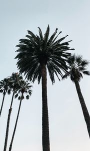 Preview wallpaper palm, tree, branches, sky, bottom view