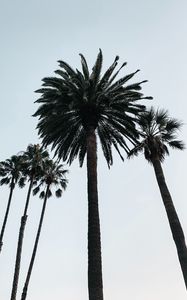 Preview wallpaper palm, tree, branches, sky, bottom view