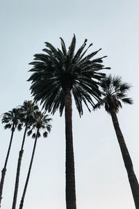 Preview wallpaper palm, tree, branches, sky, bottom view