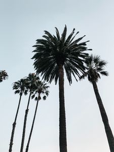 Preview wallpaper palm, tree, branches, sky, bottom view