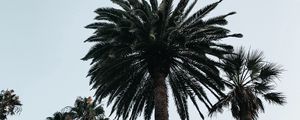 Preview wallpaper palm, tree, branches, sky, bottom view