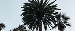 Preview wallpaper palm, tree, branches, sky, bottom view