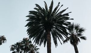 Preview wallpaper palm, tree, branches, sky, bottom view