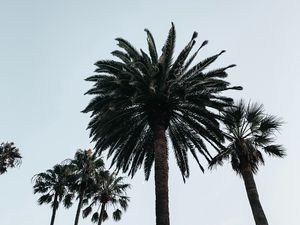 Preview wallpaper palm, tree, branches, sky, bottom view