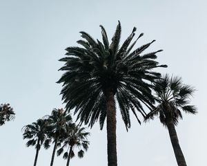 Preview wallpaper palm, tree, branches, sky, bottom view