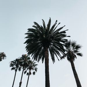 Preview wallpaper palm, tree, branches, sky, bottom view