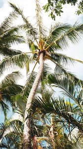 Preview wallpaper palm, tree, branches, leaves, tropics