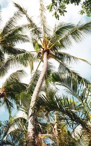 Preview wallpaper palm, tree, branches, leaves, tropics