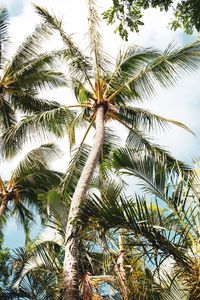 Preview wallpaper palm, tree, branches, leaves, tropics