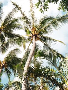 Preview wallpaper palm, tree, branches, leaves, tropics