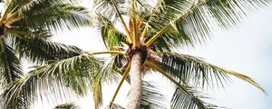 Preview wallpaper palm, tree, branches, leaves, tropics