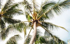 Preview wallpaper palm, tree, branches, leaves, tropics