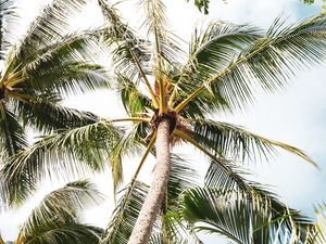 Preview wallpaper palm, tree, branches, leaves, tropics