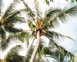 Preview wallpaper palm, tree, branches, leaves, tropics