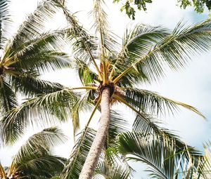 Preview wallpaper palm, tree, branches, leaves, tropics