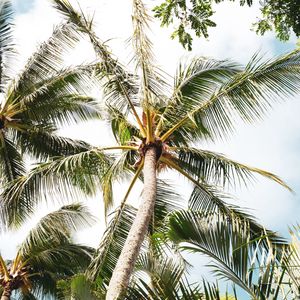 Preview wallpaper palm, tree, branches, leaves, tropics