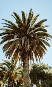 Preview wallpaper palm, tree, branches, leaves