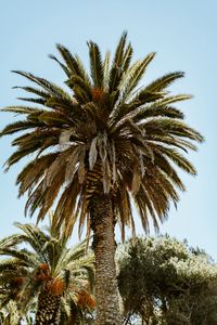 Preview wallpaper palm, tree, branches, leaves