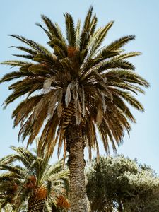 Preview wallpaper palm, tree, branches, leaves