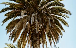 Preview wallpaper palm, tree, branches, leaves