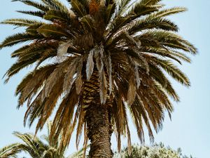 Preview wallpaper palm, tree, branches, leaves