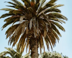 Preview wallpaper palm, tree, branches, leaves