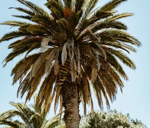 Preview wallpaper palm, tree, branches, leaves