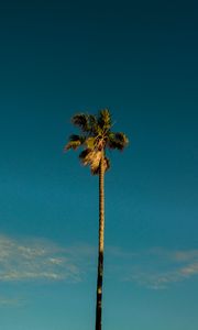 Preview wallpaper palm, tree, branches, leaves, sky