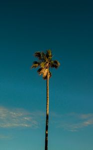 Preview wallpaper palm, tree, branches, leaves, sky