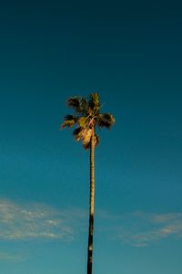 Preview wallpaper palm, tree, branches, leaves, sky