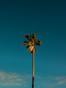 Preview wallpaper palm, tree, branches, leaves, sky