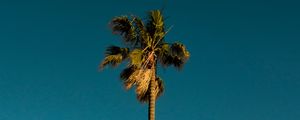 Preview wallpaper palm, tree, branches, leaves, sky