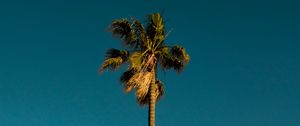 Preview wallpaper palm, tree, branches, leaves, sky