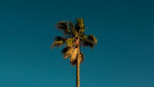 Preview wallpaper palm, tree, branches, leaves, sky