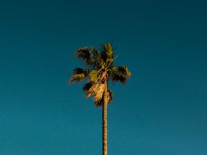 Preview wallpaper palm, tree, branches, leaves, sky