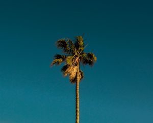 Preview wallpaper palm, tree, branches, leaves, sky