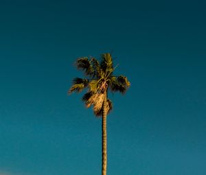 Preview wallpaper palm, tree, branches, leaves, sky