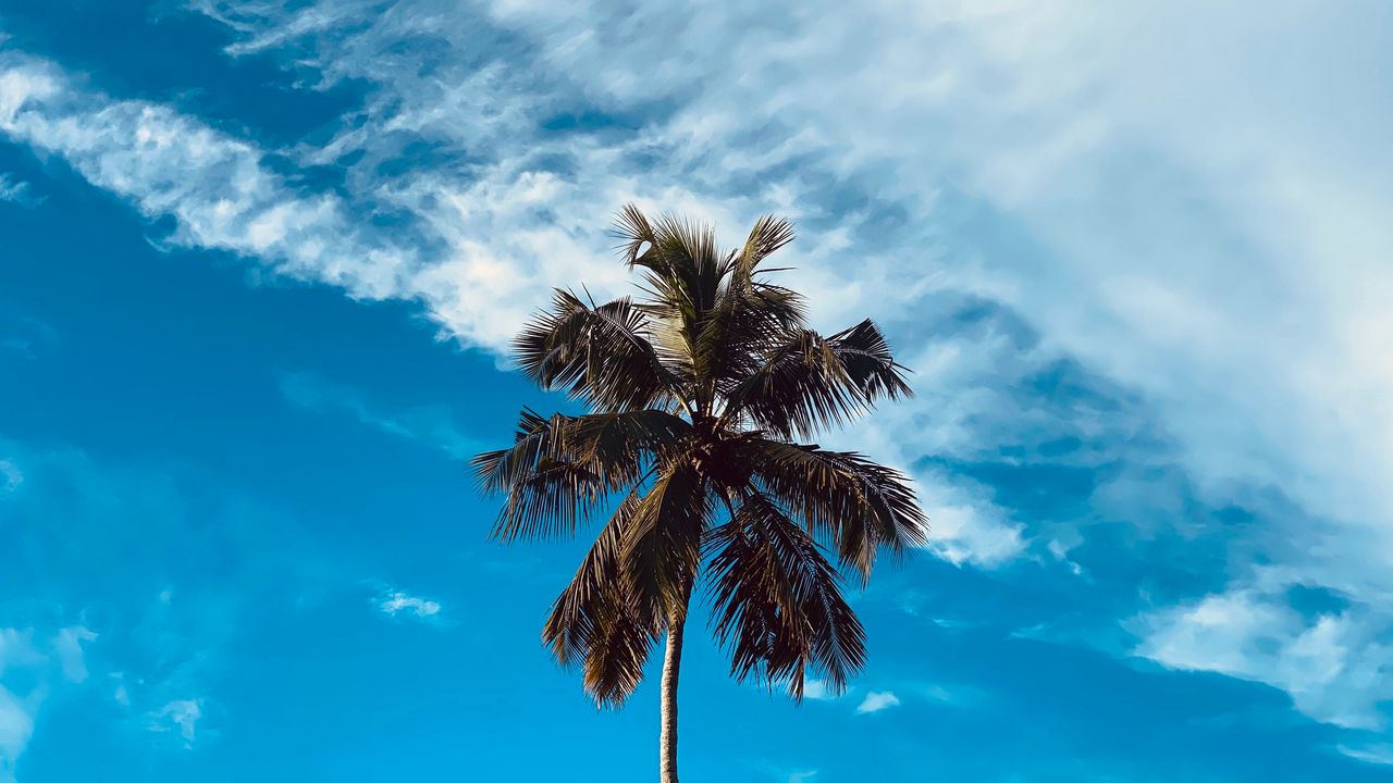 Wallpaper palm, tree, branches, sky, clouds