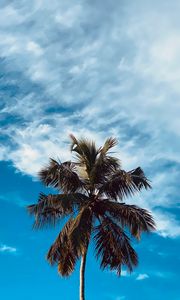 Preview wallpaper palm, tree, branches, sky, clouds